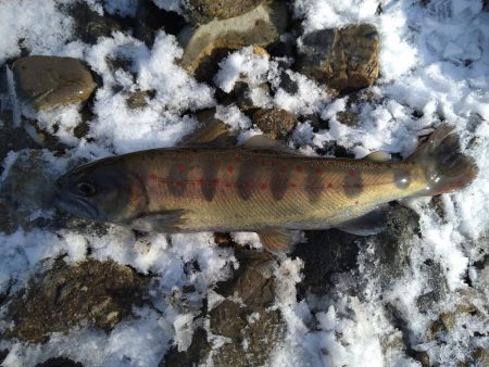 寒すぎて釣れない